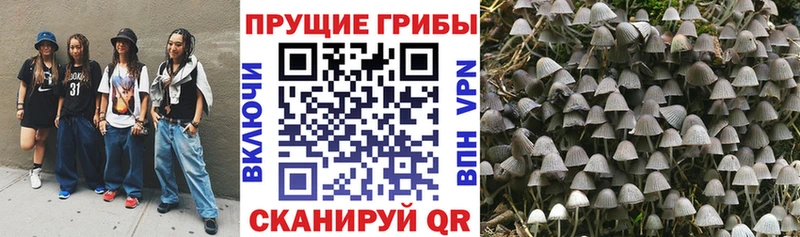 Купить закладки  Вуктыл  Псилоцибиновые грибы Cubensis 
